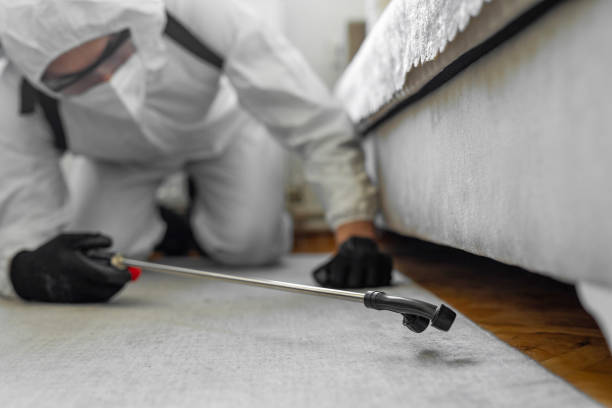 Professional Ant Control technician working in Medina County County, TX